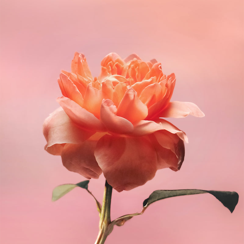 BDK Parfums Impadia EDP IMP100 3760035451662 Eau de Parfum,Parfum BDK Parfums Eaux de Parfum RETREAT