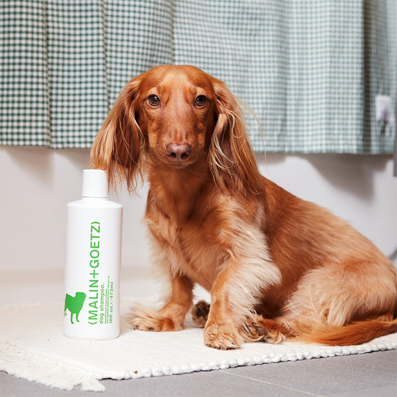 Shampoing pour chiens