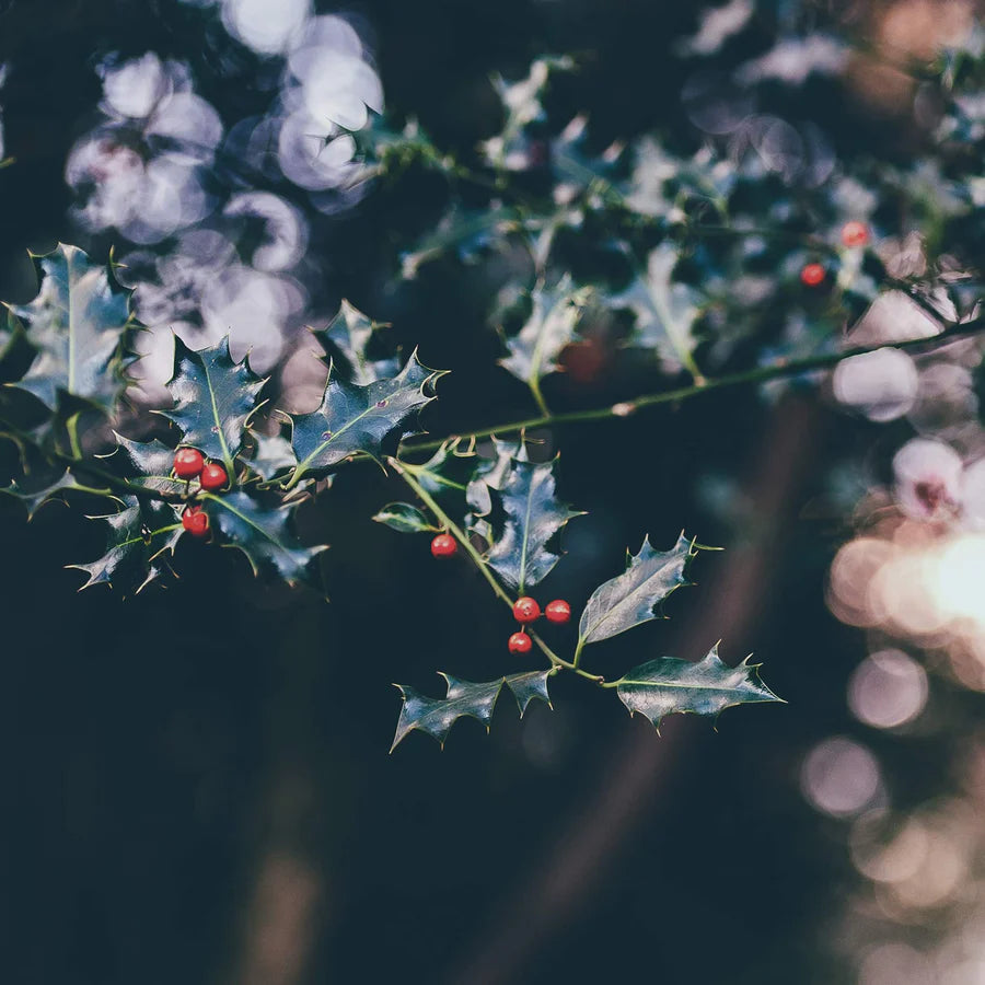 True Grace Manor Christmas Tin Candle 250g SAG-TIN-MC-N0NN 875056002410 Categorie_Kaarsen,Categorie_Parfumkaarsen,merk_True Grace,Parfumkaarsen True Grace Uncategorized RETREAT