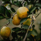True Grace Walled Garden Tin Candle Lemon Tree 250g