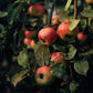 True Grace Walled Garden Tin Candle Orchard 250g